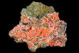 Bright Orange Crocoite Crystal Cluster - Tasmania #103806-1